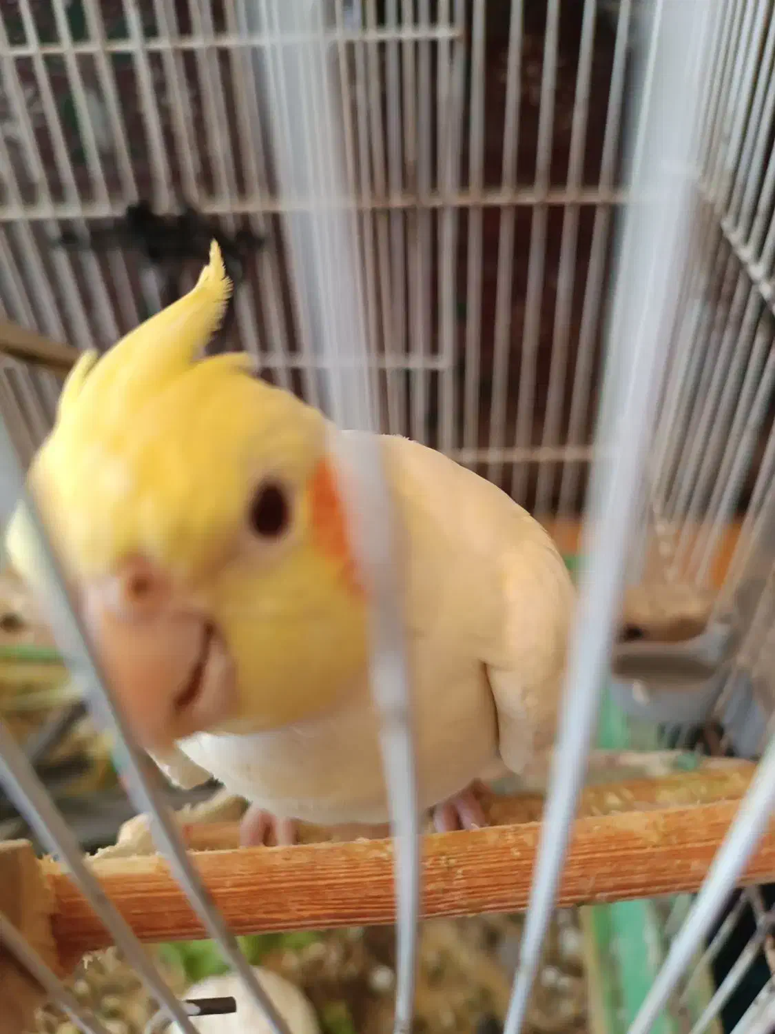 یک جفت عروس هلندی لوتینو وگل باقلی با لوازم|پرنده|لاهیجان, کوی آزادگان|دیوار