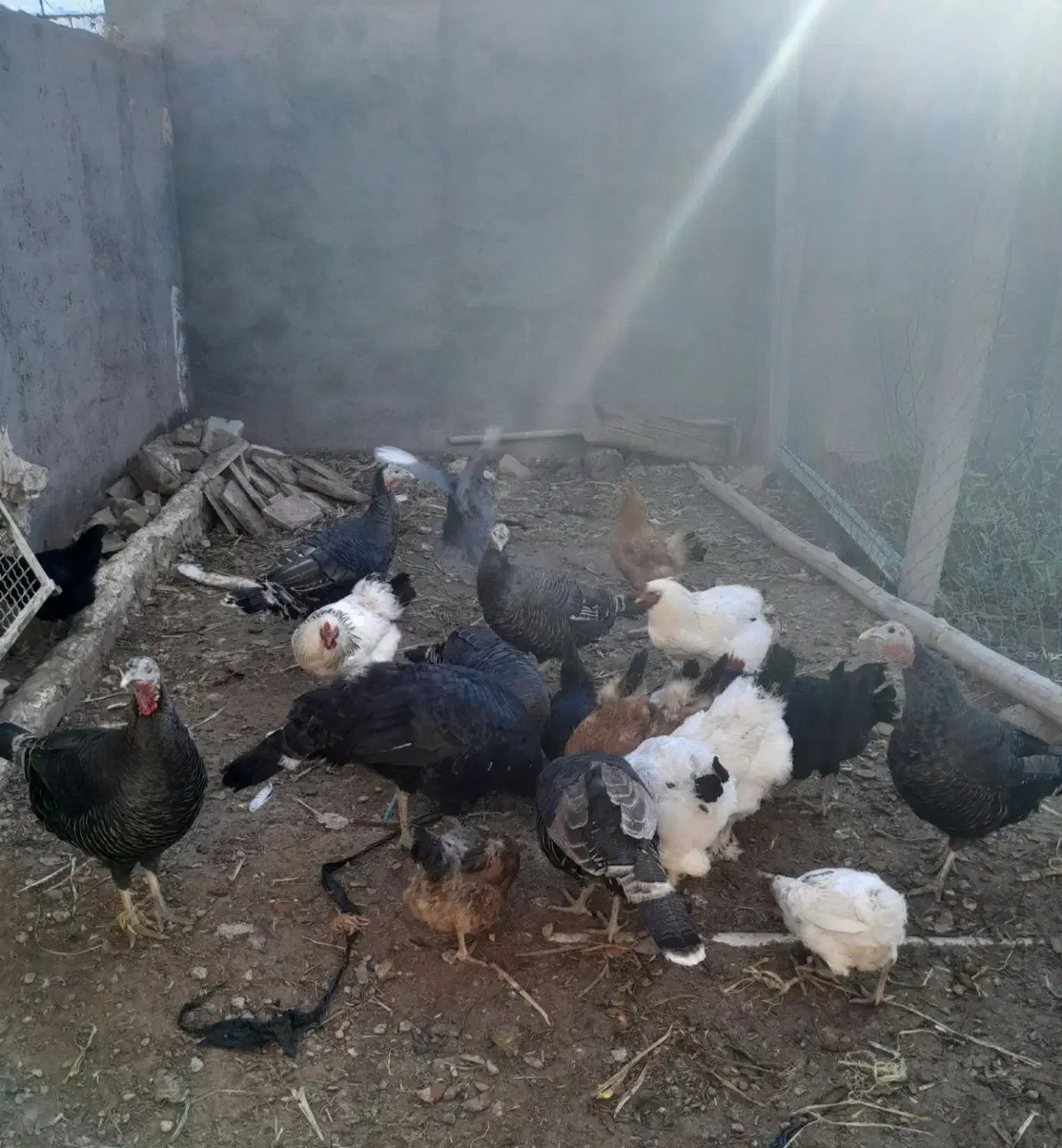 بوقلمون و مرغ برهما|حیوانات مزرعه|دشتابی, |دیوار