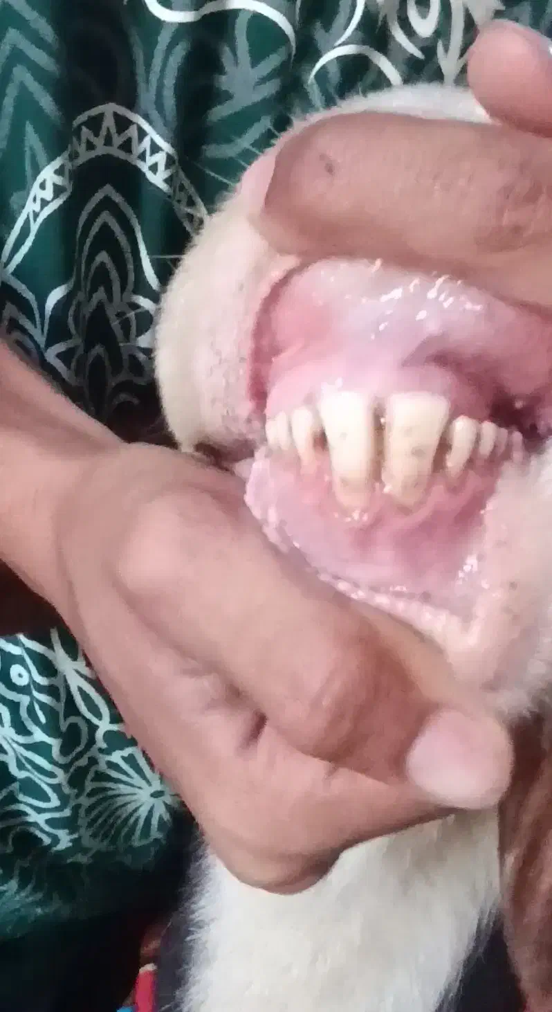 قوچ پلنگی درجه یک|حیوانات مزرعه|بروجرد, |دیوار