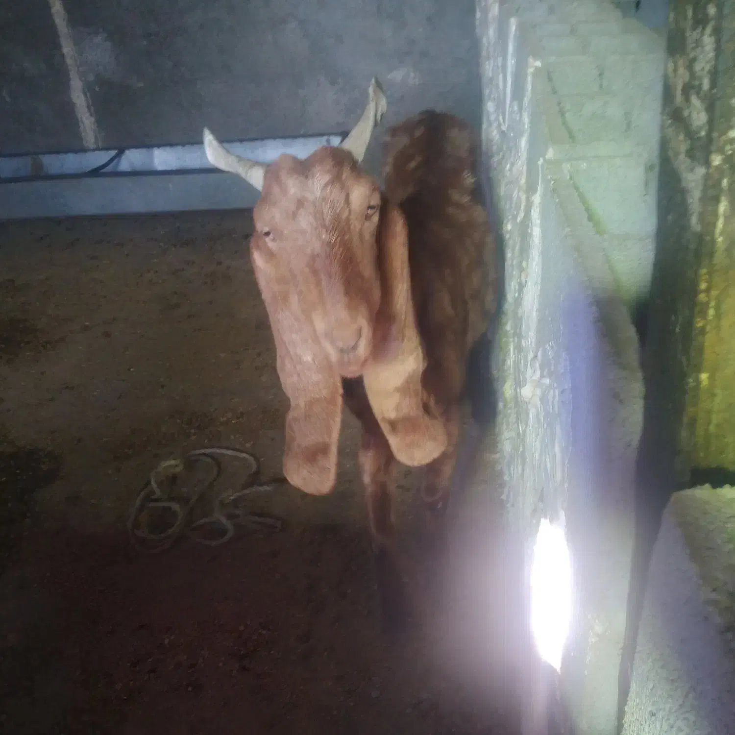 بزکامورایی پاکستانی|حیوانات مزرعه|ایذه, |دیوار