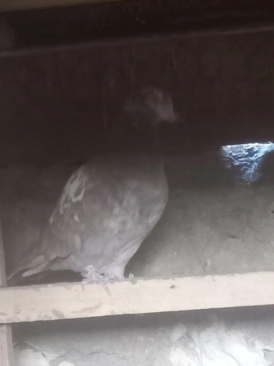 دونه ۱تومن ۶تا باهم فروخته میشه جداگانه دونه ۳تومن|پرنده|بهارستان, |دیوار