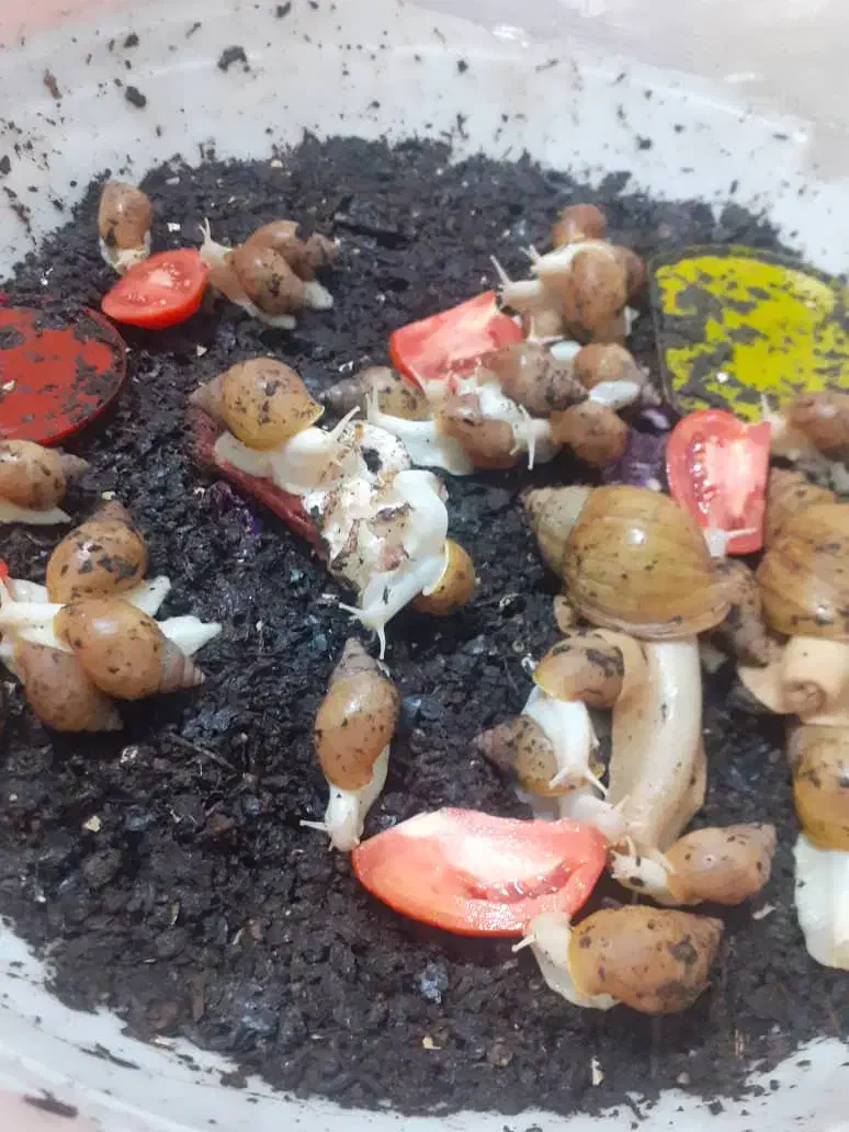 حراج حلزون|خزنده|اردبیل, |دیوار