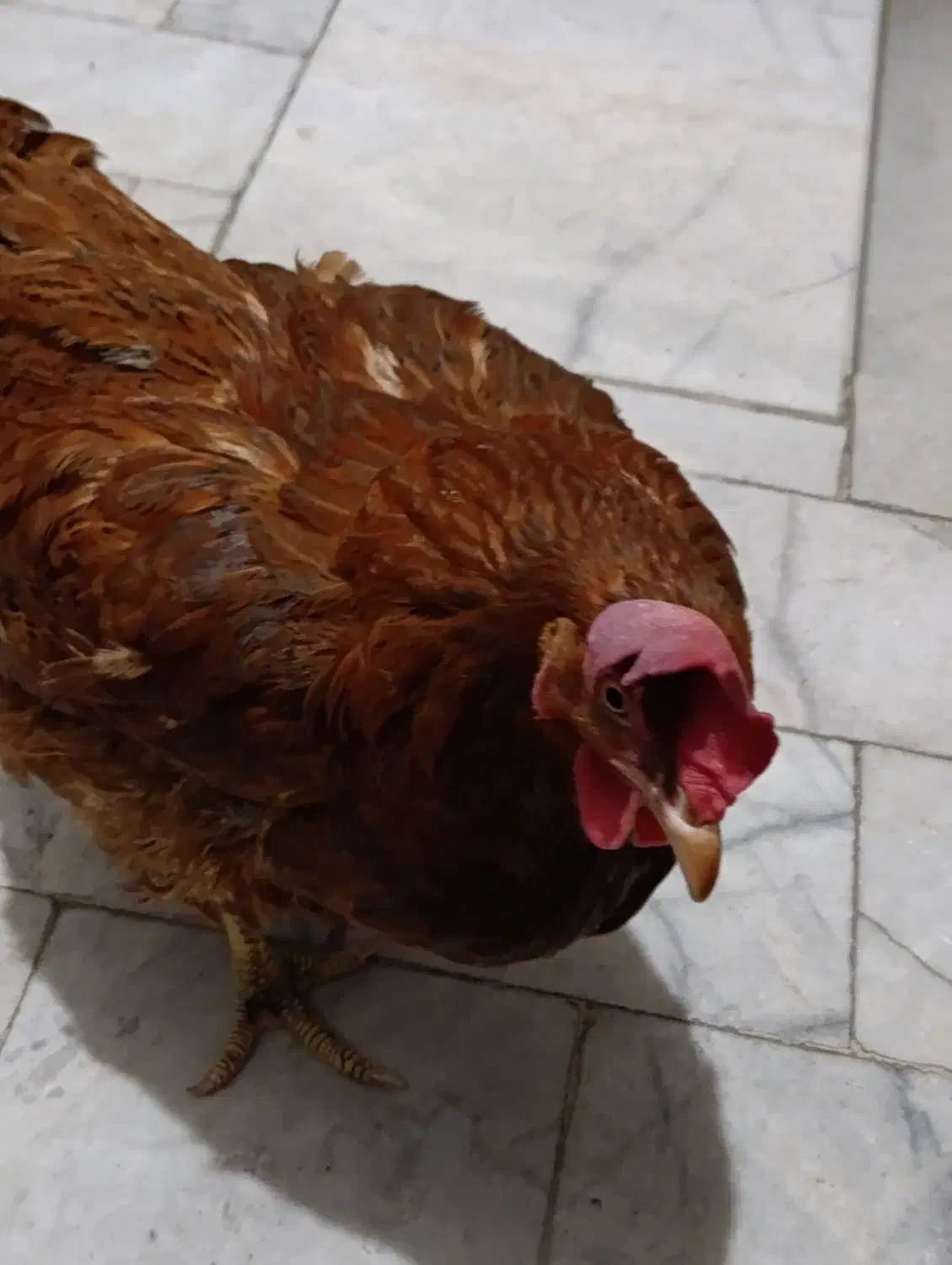 مرغ|حیوانات مزرعه|مشهد, نظام دوست|دیوار