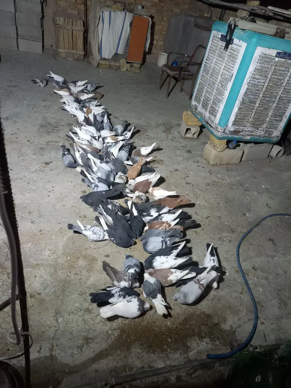 کبوتربهبهانی|پرنده|مرودشت, استادیوم‎|دیوار