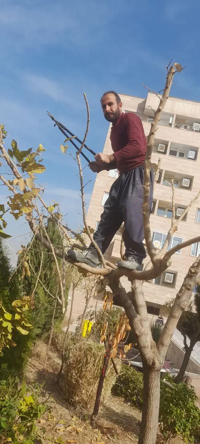 هرس و بیل زنی|خدمات باغبانی و درختکاری|فردیس, شهرک شهید حسینی|دیوار