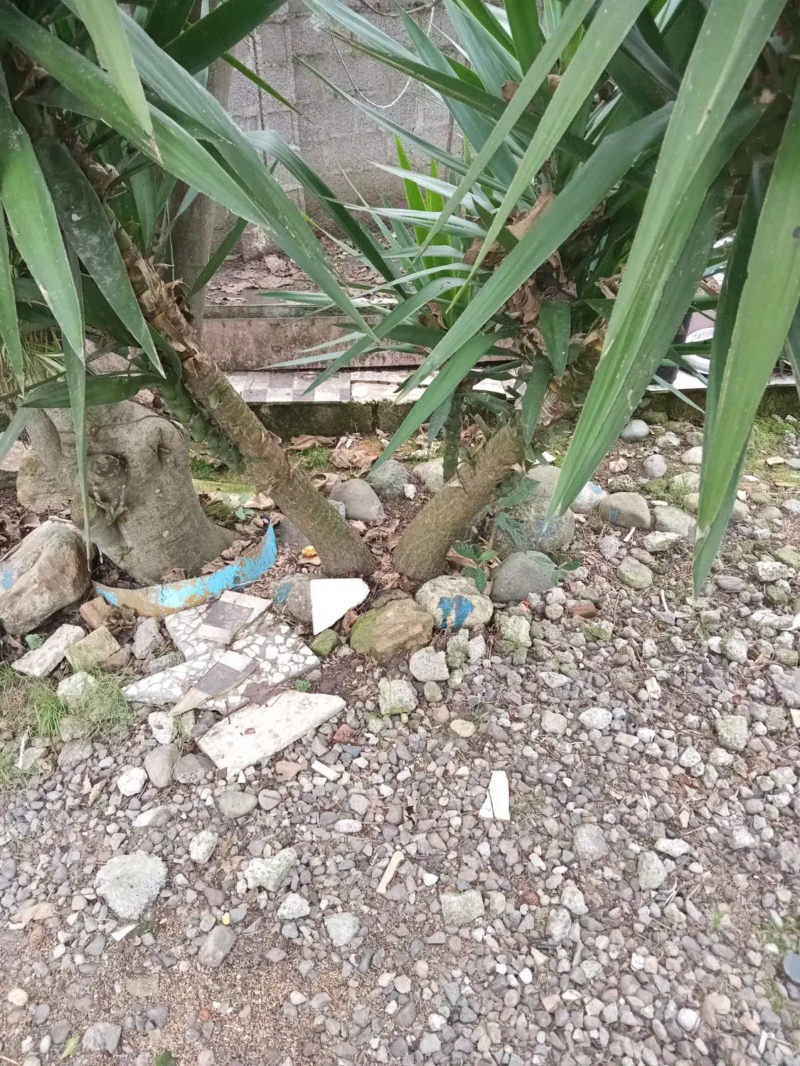 گل یوکا|گل و گیاه طبیعی|رشت, خواهر امام|دیوار