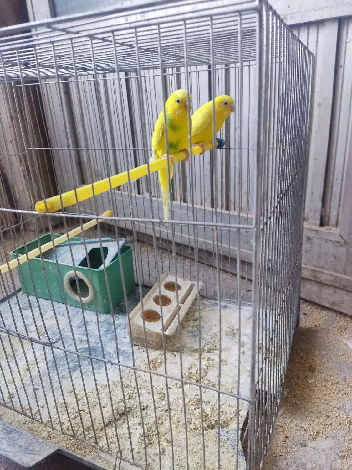 مرغ عشق|پرنده|تبریز, |دیوار