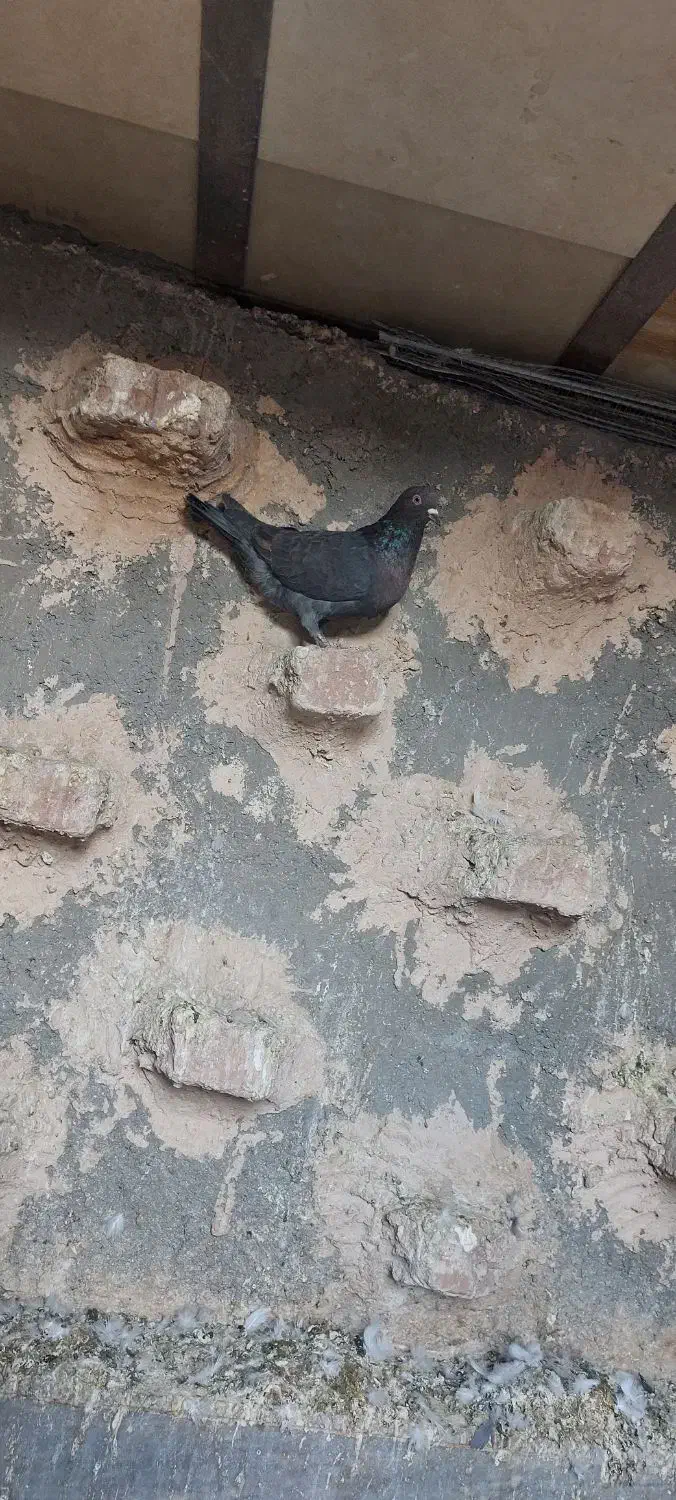 کفتر فروشی|پرنده|بیرجند, |دیوار