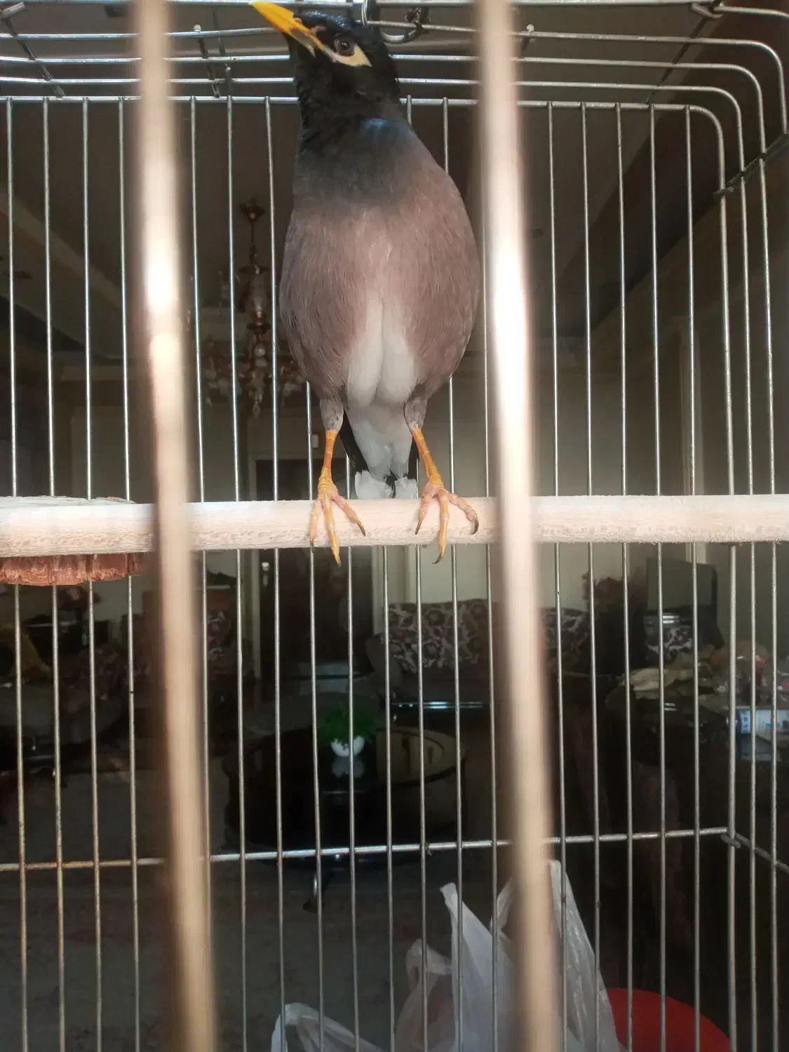 مرغ مینا نر سخنگو|پرنده|تهران, کرمان|دیوار