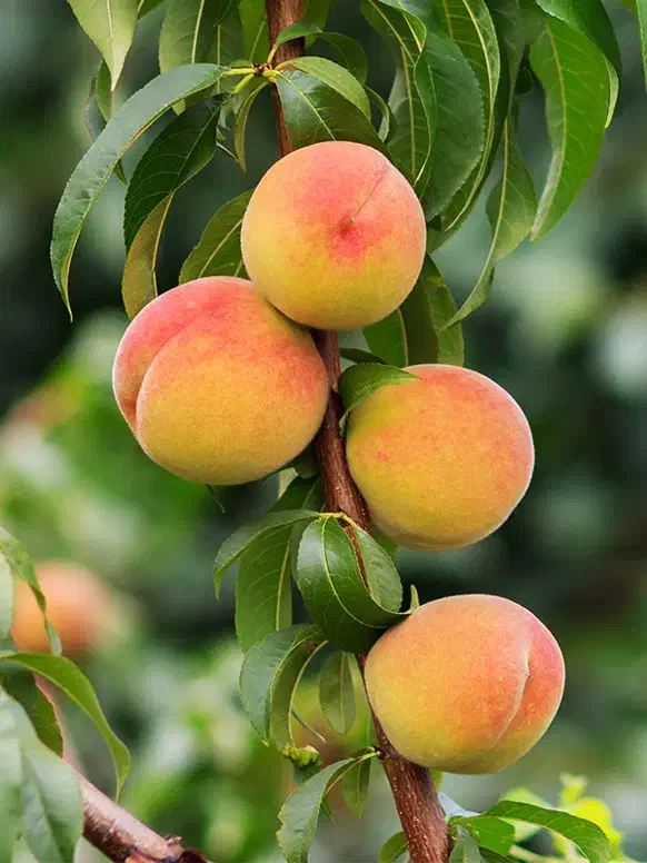 فروش نهال هلو با ضمانت اصالت نهال|خدمات باغبانی و درختکاری|ممقان, |دیوار