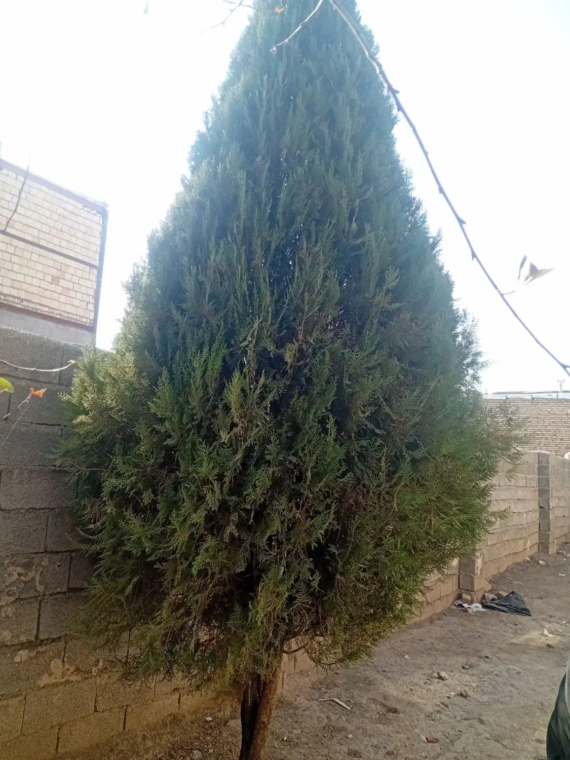 درخت کاج|گل و گیاه طبیعی|فیرورق, |دیوار