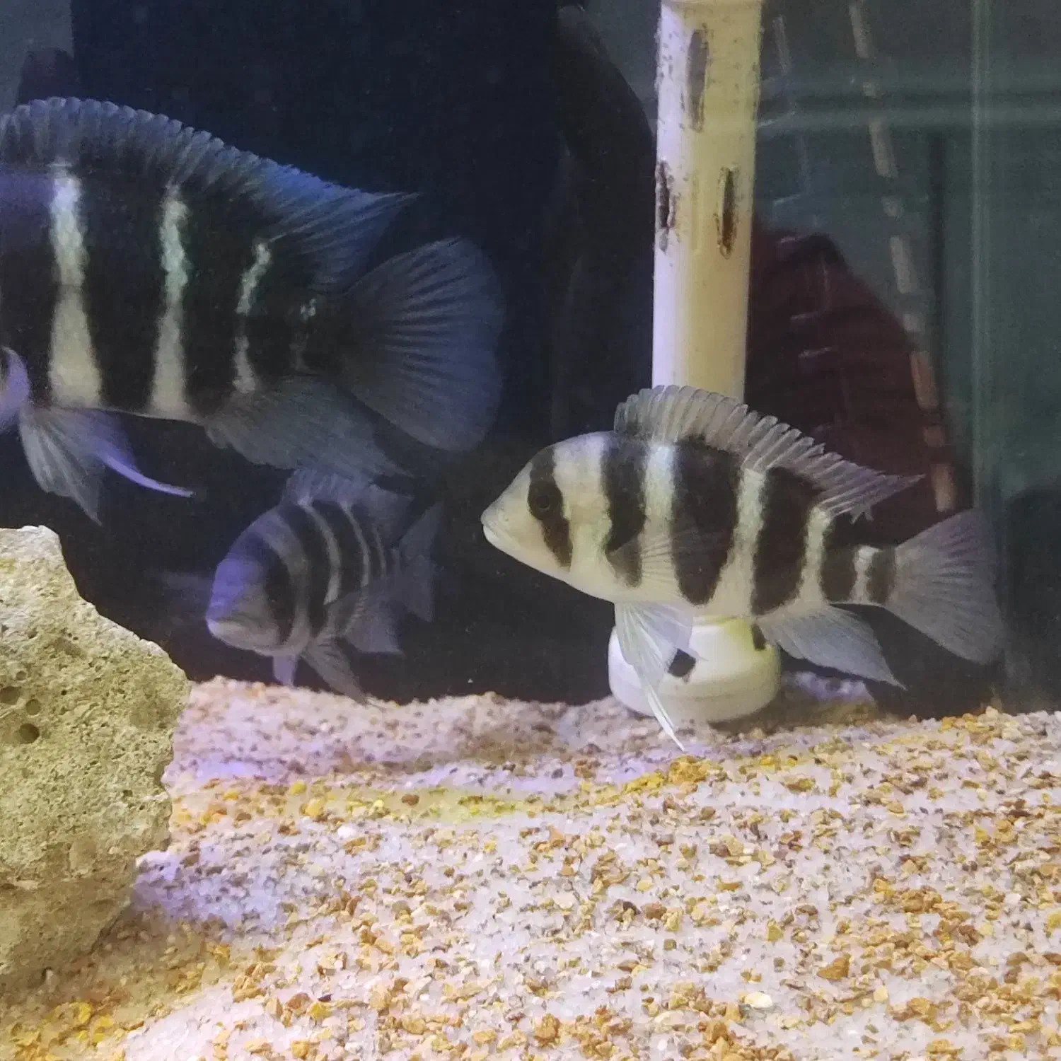 فرانتوزا|ماهی|خرمشهر, |دیوار