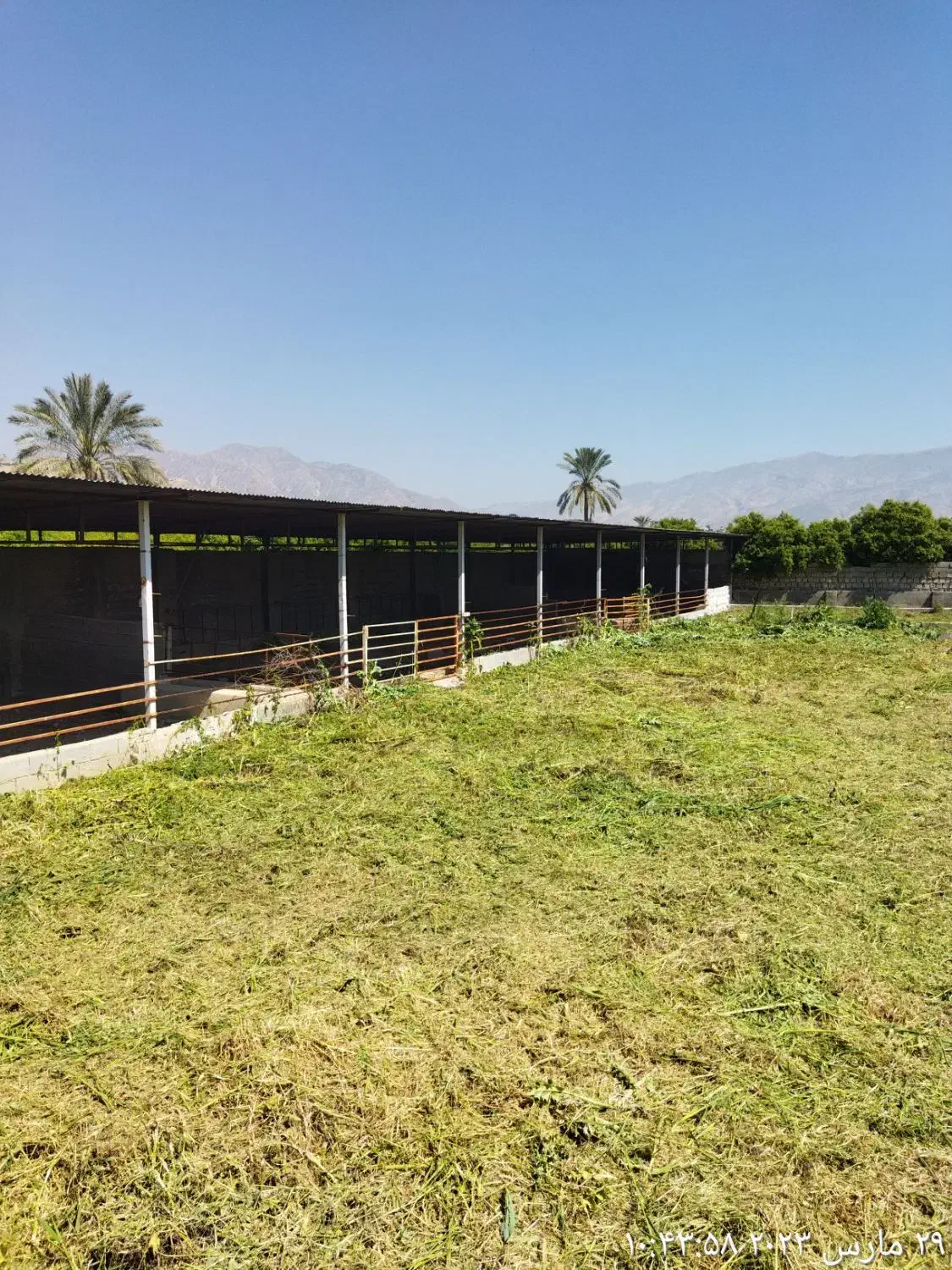 مژدگانی دریافت کنید|حیوانات|کوه چنار, |دیوار