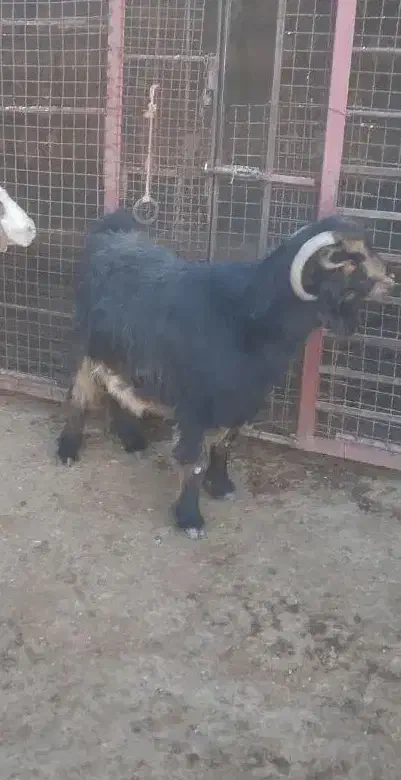 بز فروشی|حیوانات مزرعه|ایلام, |دیوار