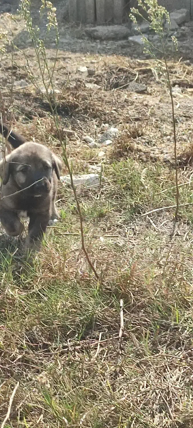 واگذاری سگ|سگ|رستمآباد, |دیوار