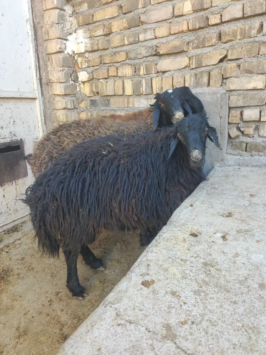 دوبور یا نربز و بره|حیوانات مزرعه|قم, پردیسان|دیوار