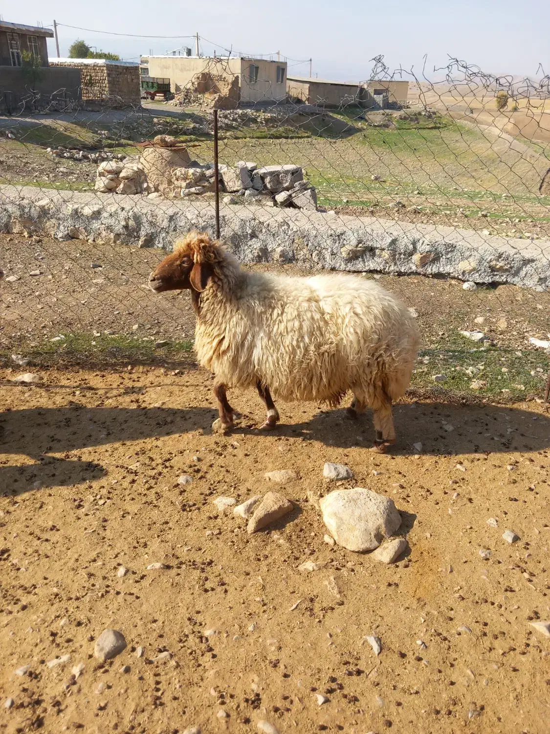 قیمت توافقی|حیوانات مزرعه|آبدانان, |دیوار