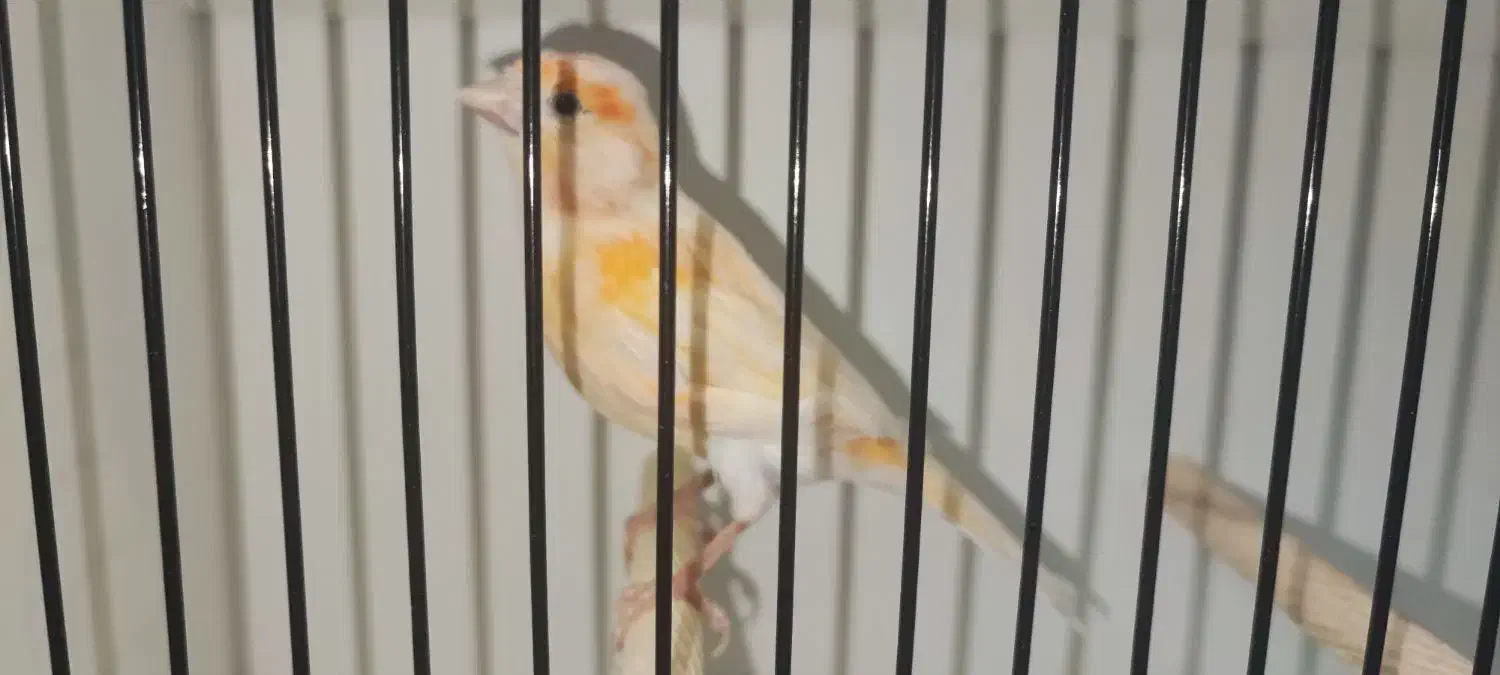 قناری ماده موزائیکی آماده|پرنده|بهبهان, |دیوار