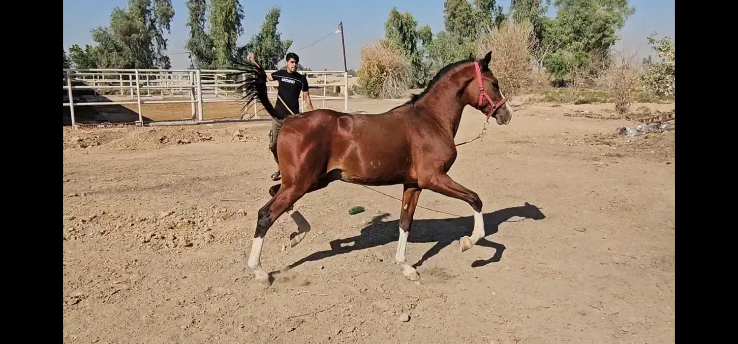 کره نریان خالص ایرانی|اسب و تجهیزات اسب‌سواری|شوشتر, |دیوار