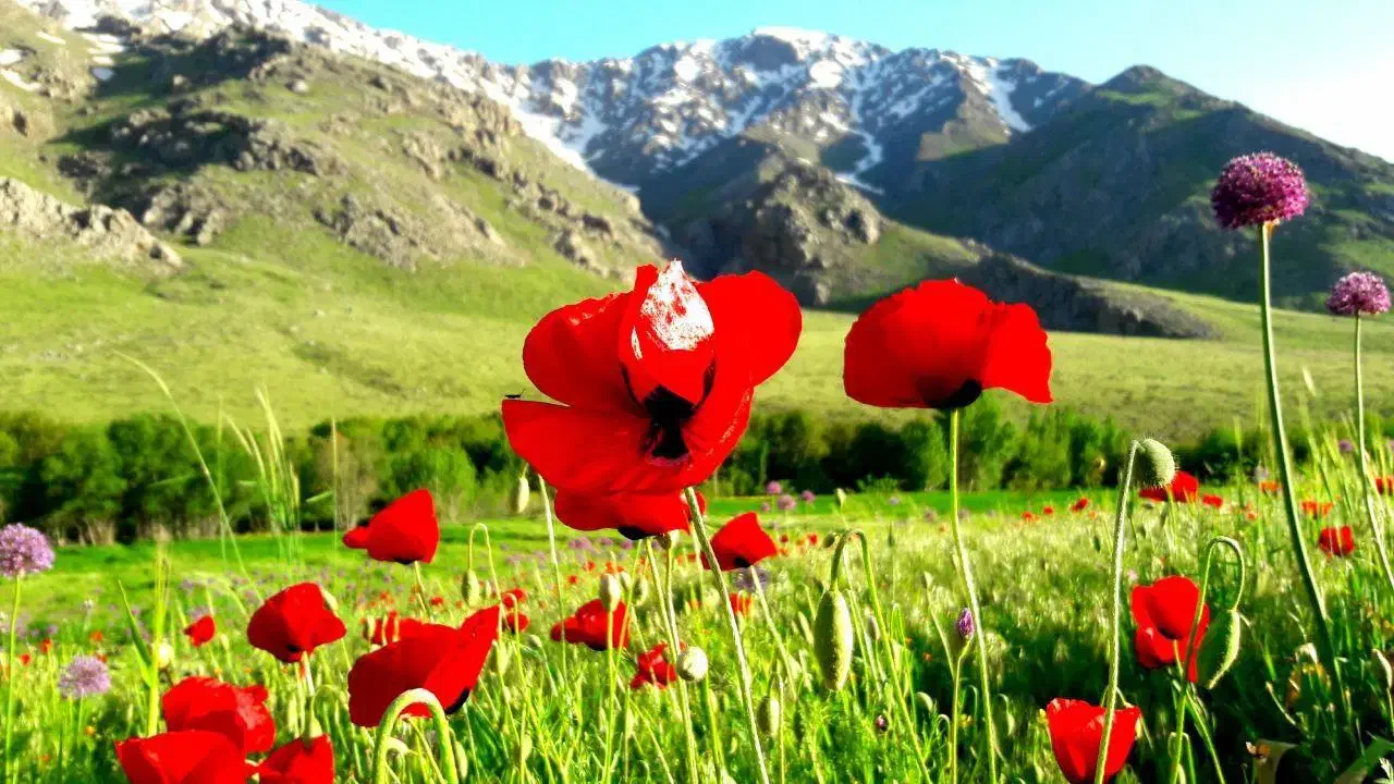راهنمایی برای یافتن کار|فعالیت داوطلبانه|نهاوند, |دیوار