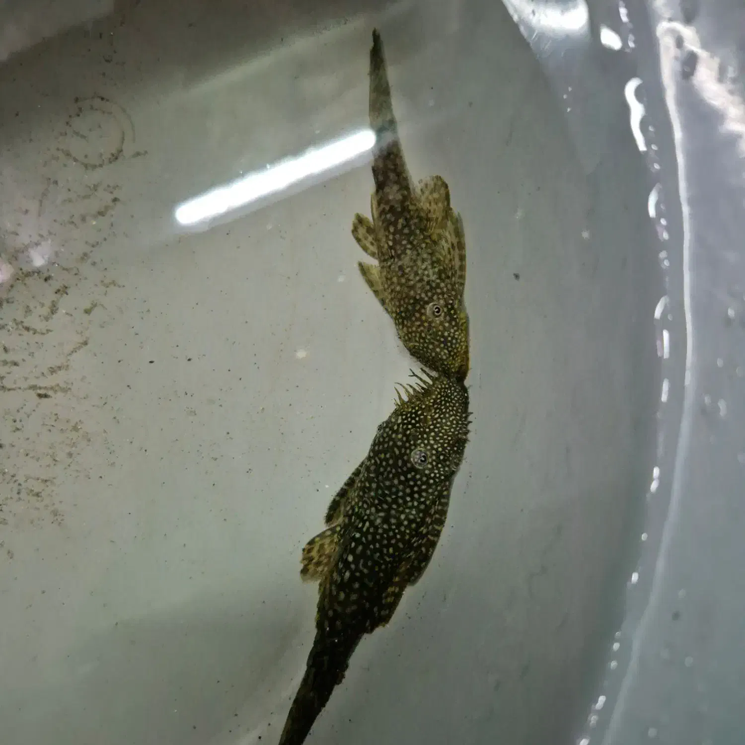 کت پوزه|ماهی|فلاورجان, |دیوار