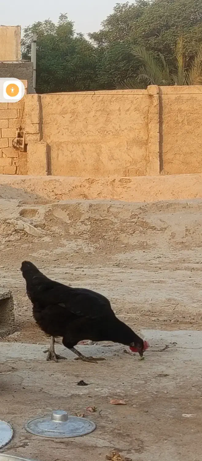 مرغ محلی اصل|حیوانات مزرعه|آبپخش, |دیوار