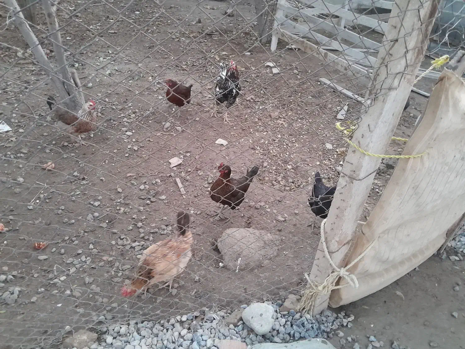 ۵عدد مرغ تخم گذار و خروس ۱ونیم سال|حیوانات مزرعه|سیمین شهر, |دیوار