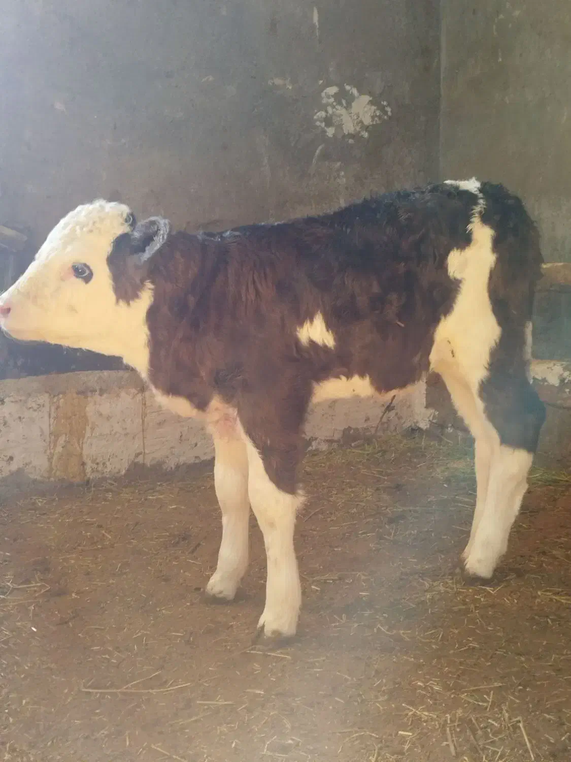 گوساله گاو سمینتال|حیوانات مزرعه|نظر کهریزی, |دیوار