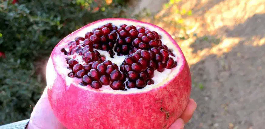 انار واندرگردو عناب یاس هلندی نهال درخت نهالستان|خدمات باغبانی و درختکاری|قم, بیست متری ولیعصر|دیوار