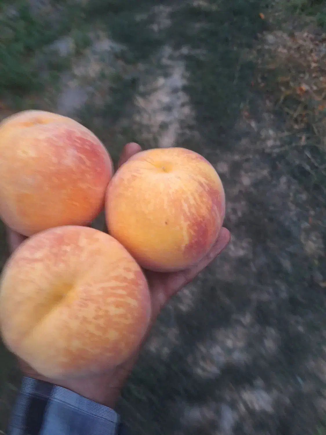 نهالستان سامین نهال|خدمات باغبانی و درختکاری|ارومیه, |دیوار