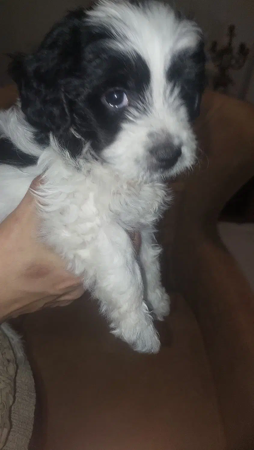 توله سگ شیتزو ترییر|سگ|یزد, |دیوار