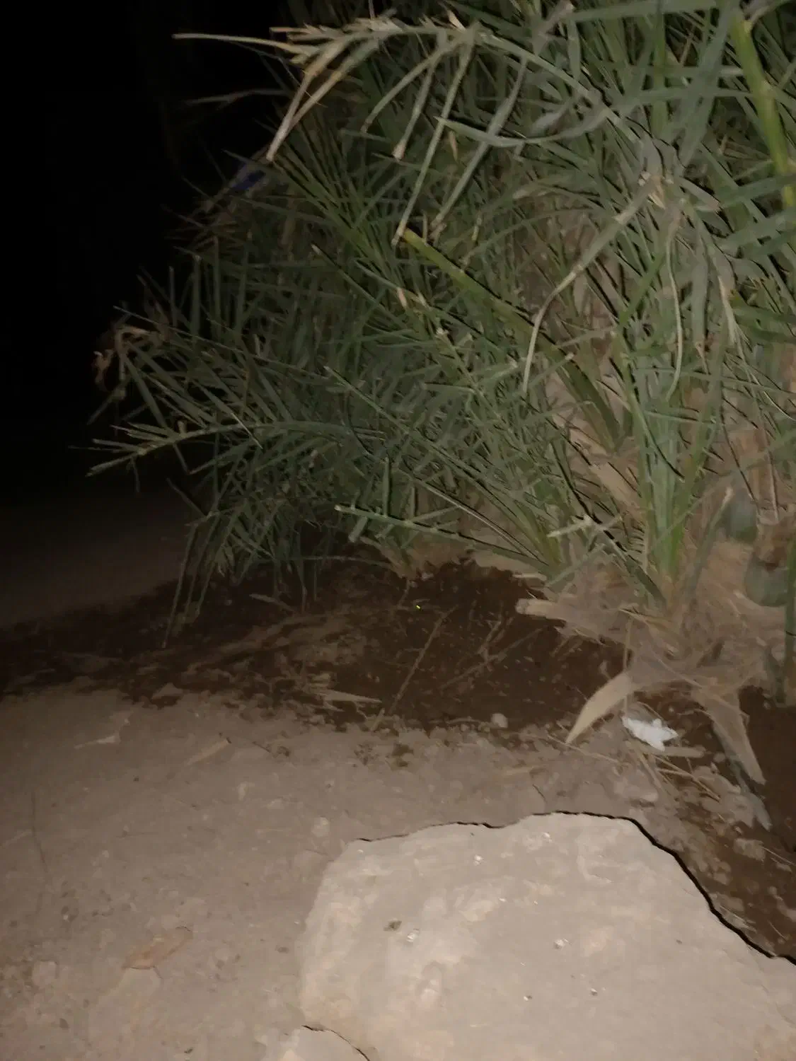 تعدادی فسیل مضافتی بفروش میرسد|کلکسیون و سرگرمی|کهنوج, |دیوار