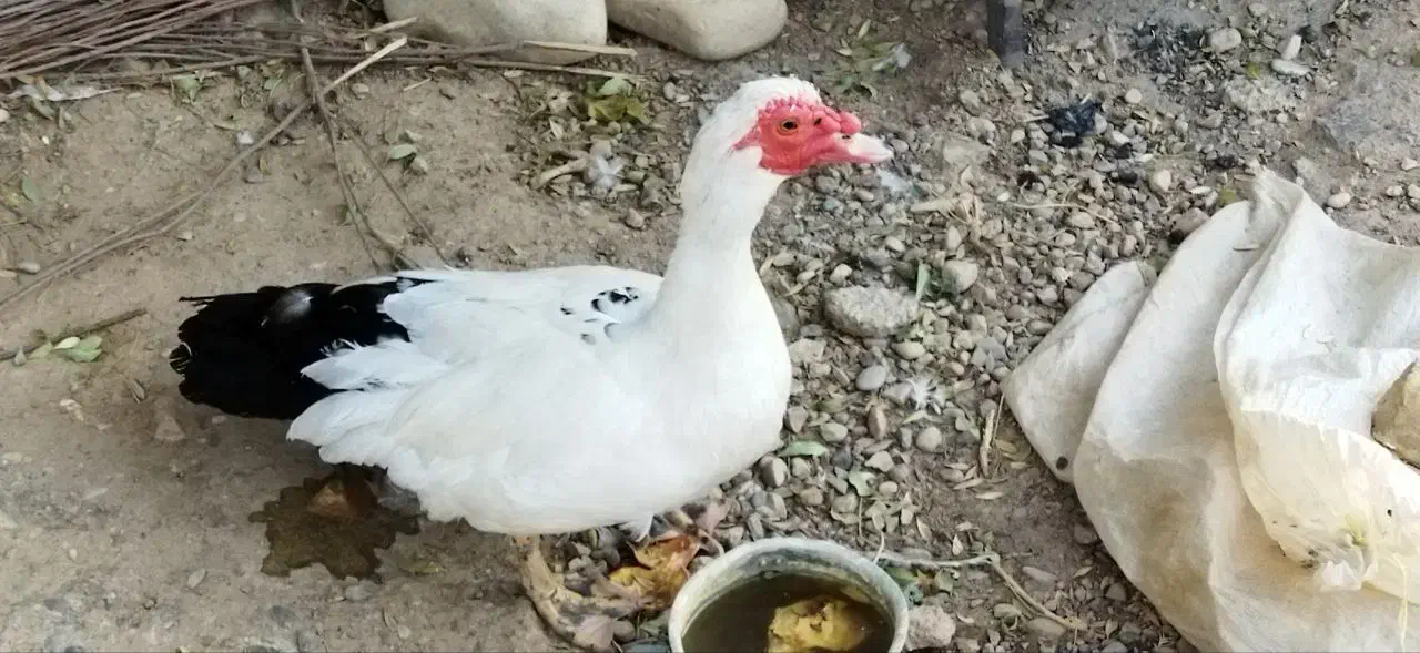 اردک مسکویی (اسراییلی)|حیوانات مزرعه|هلیلان, |دیوار