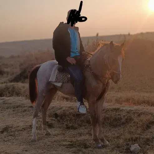 اسب سواری|اسب و تجهیزات اسب‌سواری|میاندوآب, |دیوار