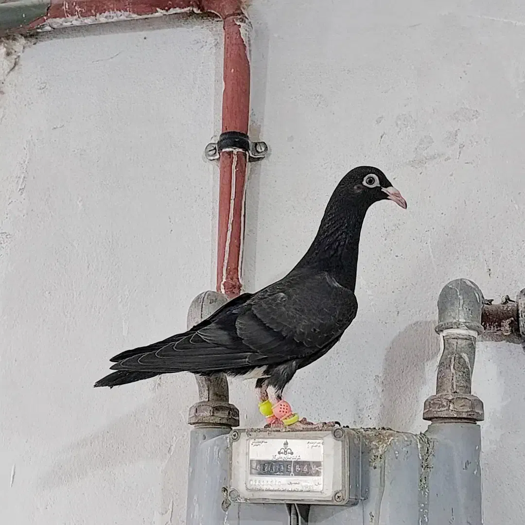کبوتر کفتر جوجه المانی|پرنده|مشهد, عیدگاه|دیوار