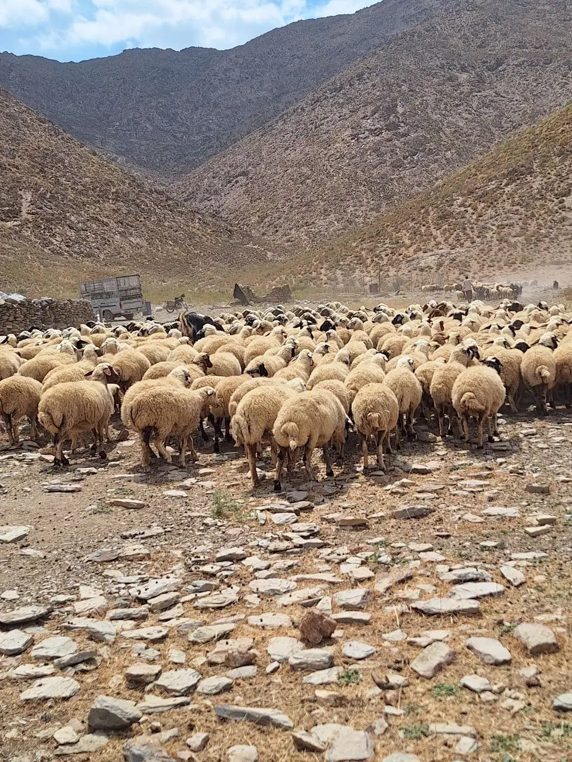 فروش میش داشتی  معاوضه با سواری یا نقدی|حیوانات مزرعه|برخوار, |دیوار