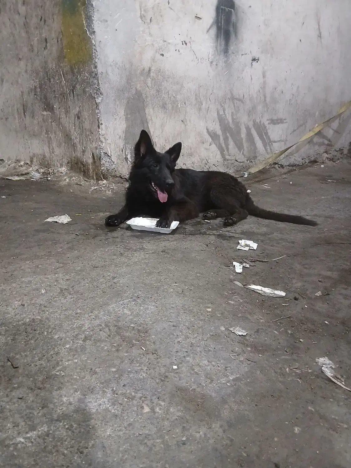 سگ جرمن بلک یک ساله|سگ|شیراز, عادل آباد|دیوار