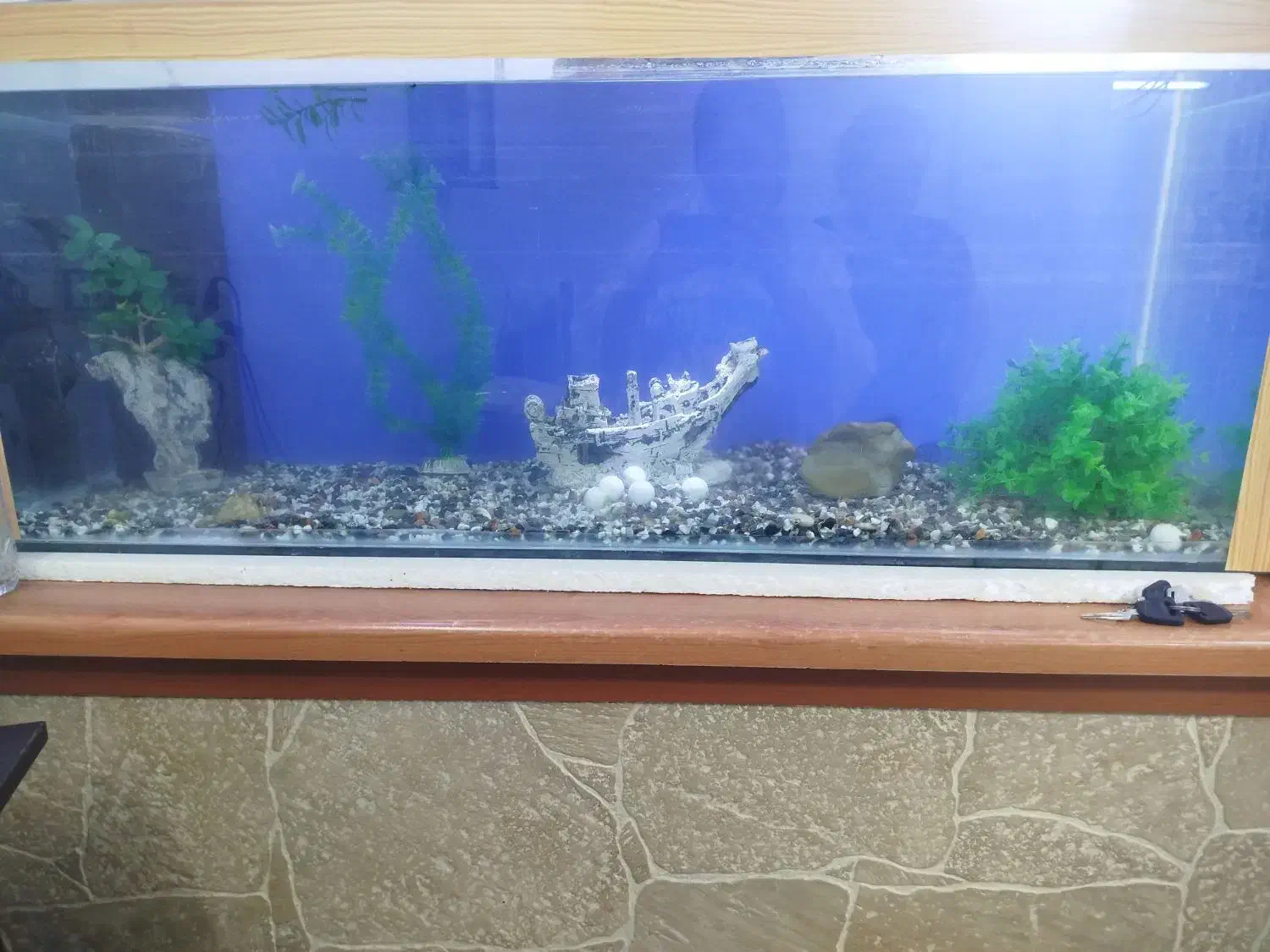 آکواریوم شیشه 10میل خارجی|ماهی|قرچک, فردیس|دیوار