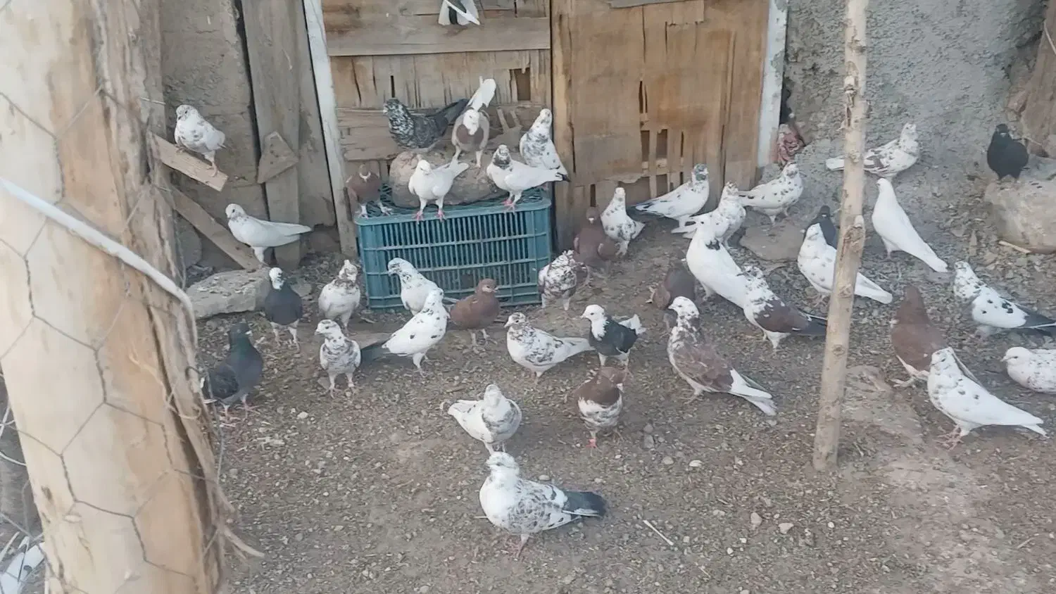 کفتر پرشی|پرنده|صومعه‌سرا, |دیوار