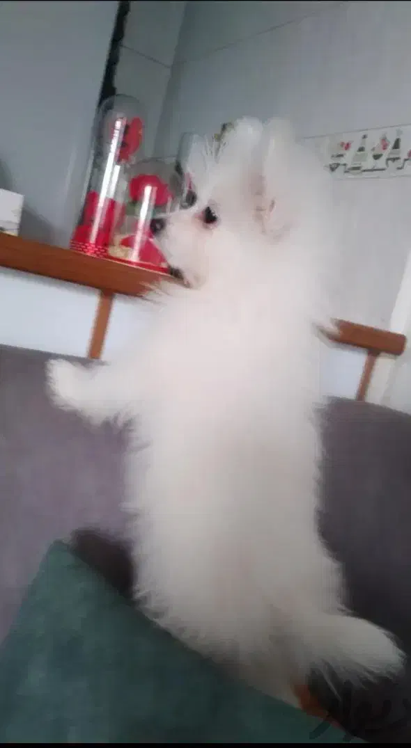 پامر روباهی ماده|سگ|محمدشهر, محمدشهر|دیوار