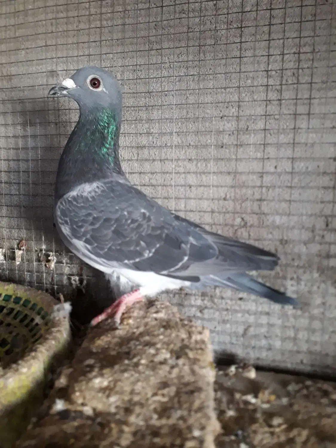 چاپی ونروی|پرنده|مسجد سلیمان, |دیوار