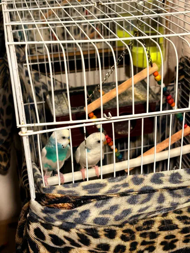 مرغ عشق|پرنده|بوئین زهرا, |دیوار