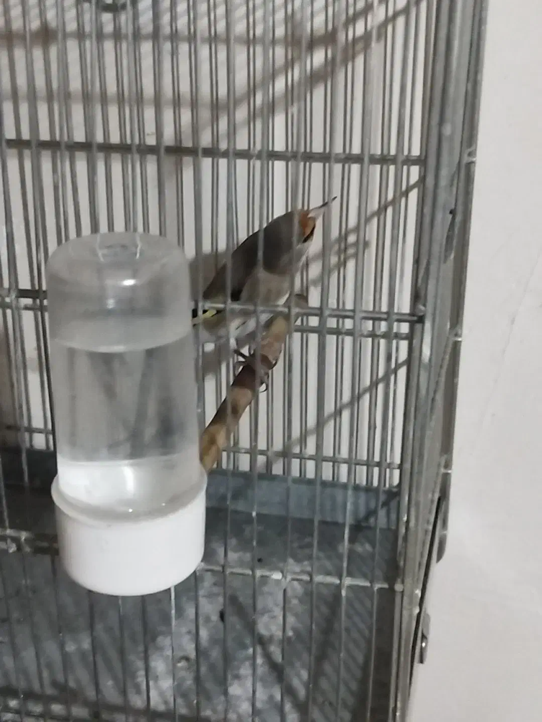 سهره دورگ کرمانی و رسمی|پرنده|سنندج, |دیوار