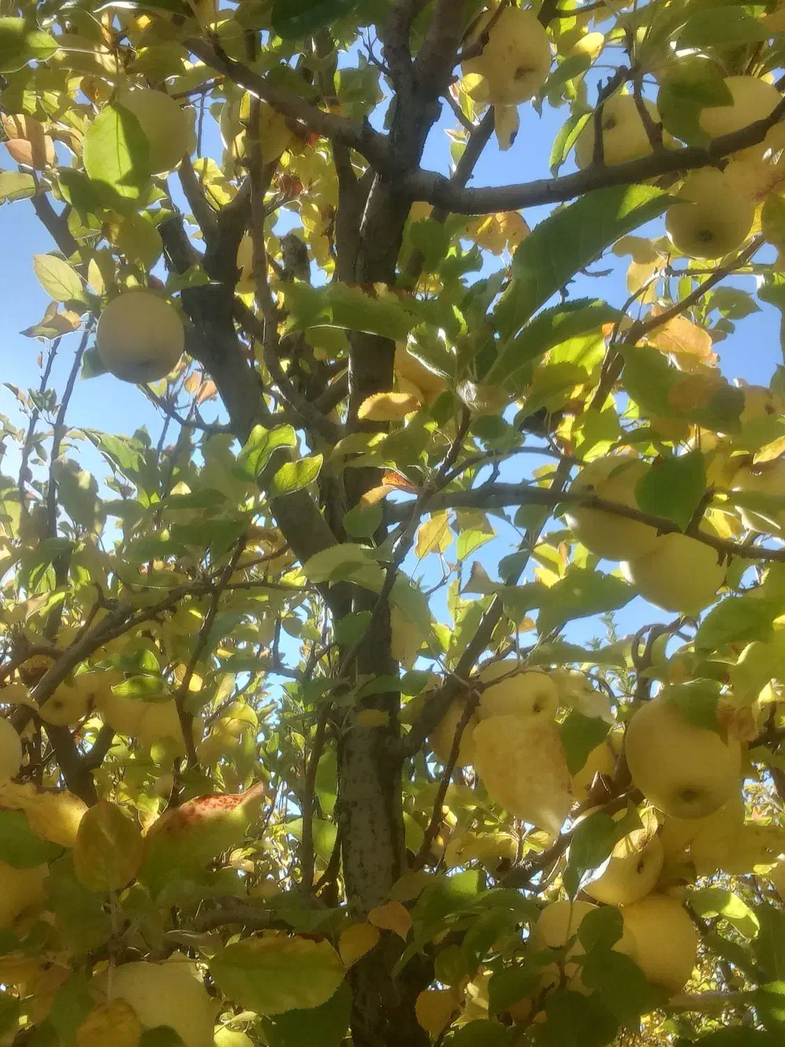 فروش زمین مسکونی سپیدان ویلا یی|فروش زمین و ملک کلنگی|سپیدان, |دیوار