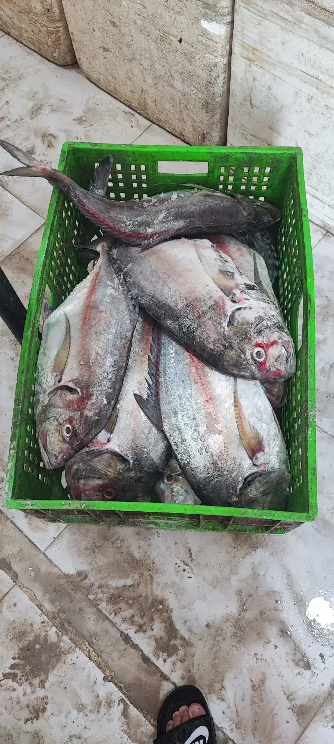 ماهی جش تازه تعداد محدود|خوردنی و آشامیدنی|بوشهر, |دیوار