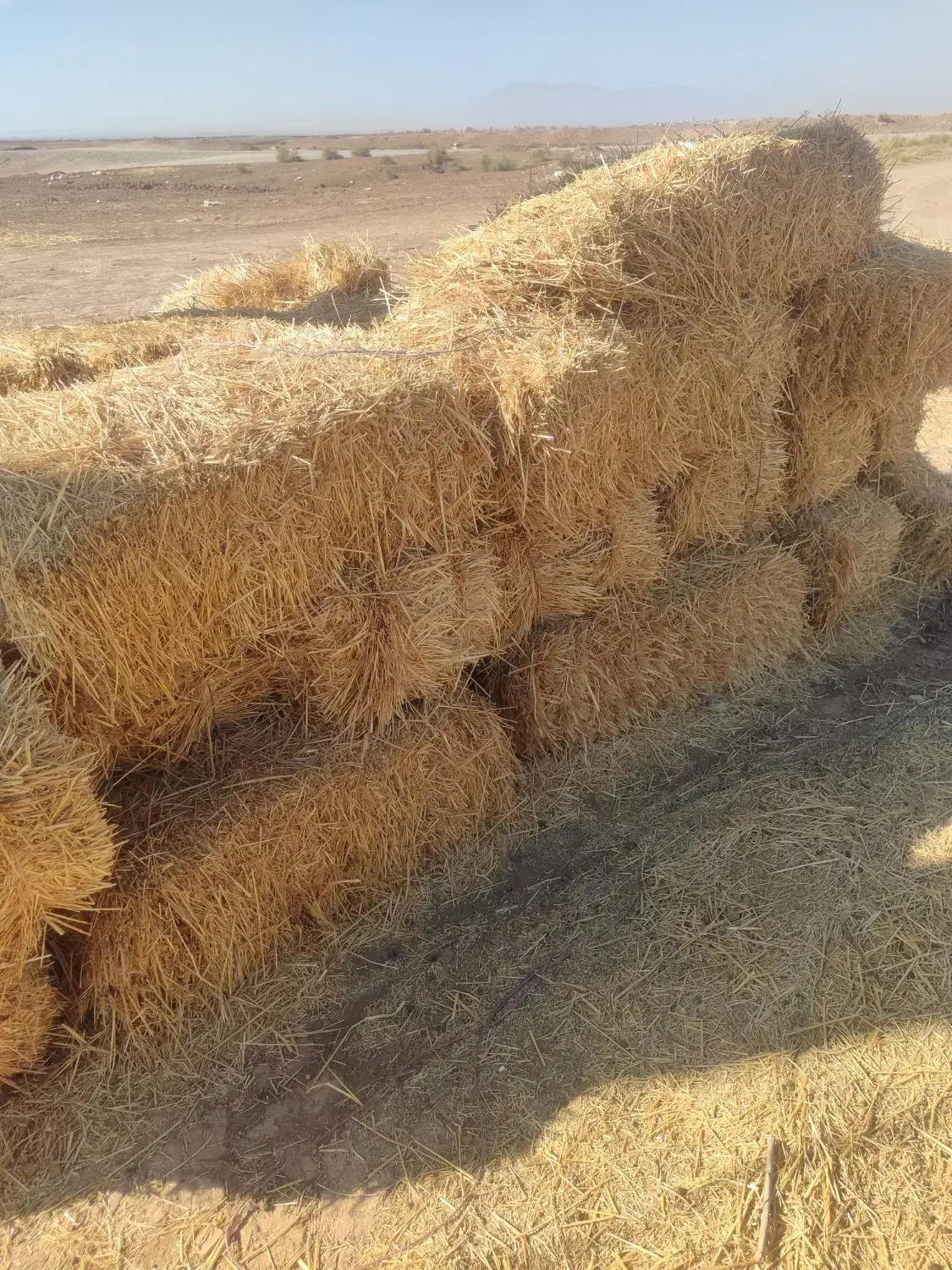 پخل گندم و علف زعفران|لوازم جانبی حیوانات|بوژگان, |دیوار