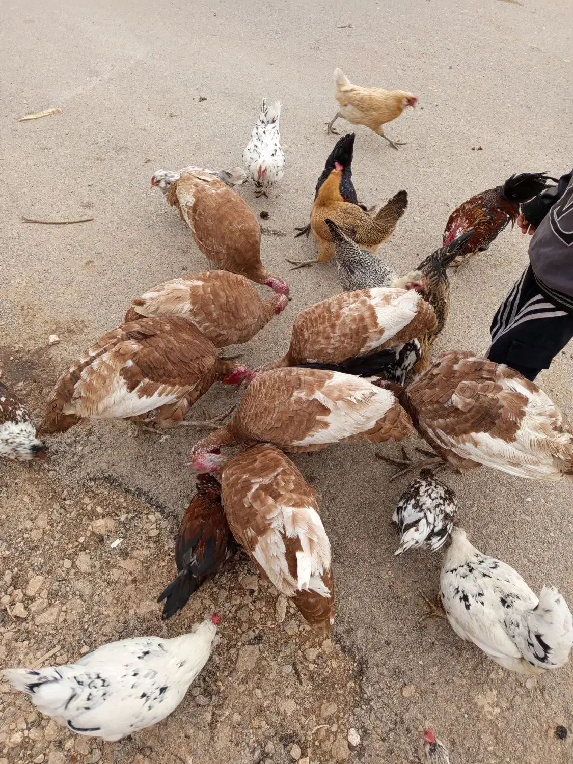 بوقلمون محلی بوربون|حیوانات مزرعه|یاسوج, |دیوار