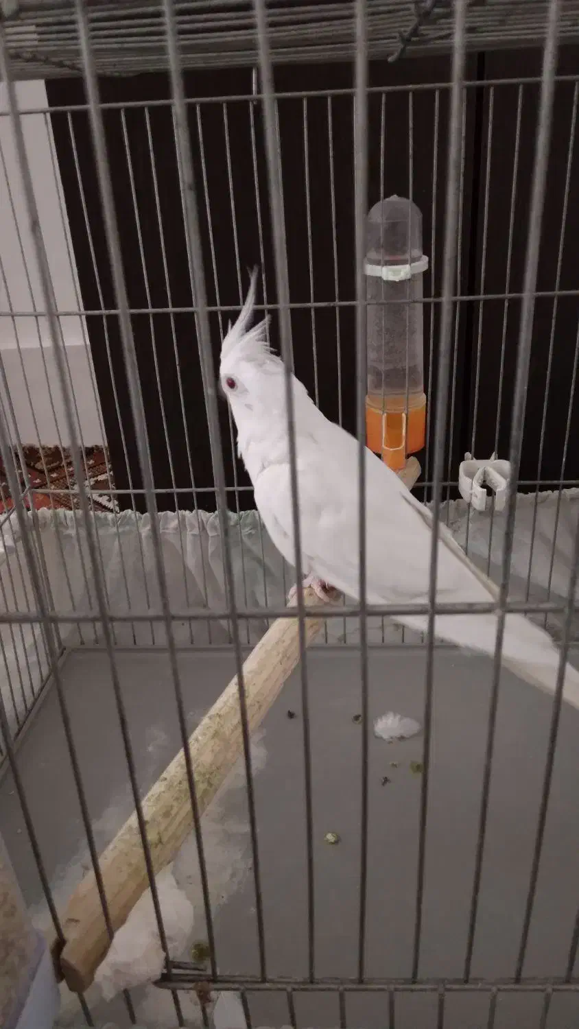 عروس هلندی|پرنده|کوهدشت, |دیوار