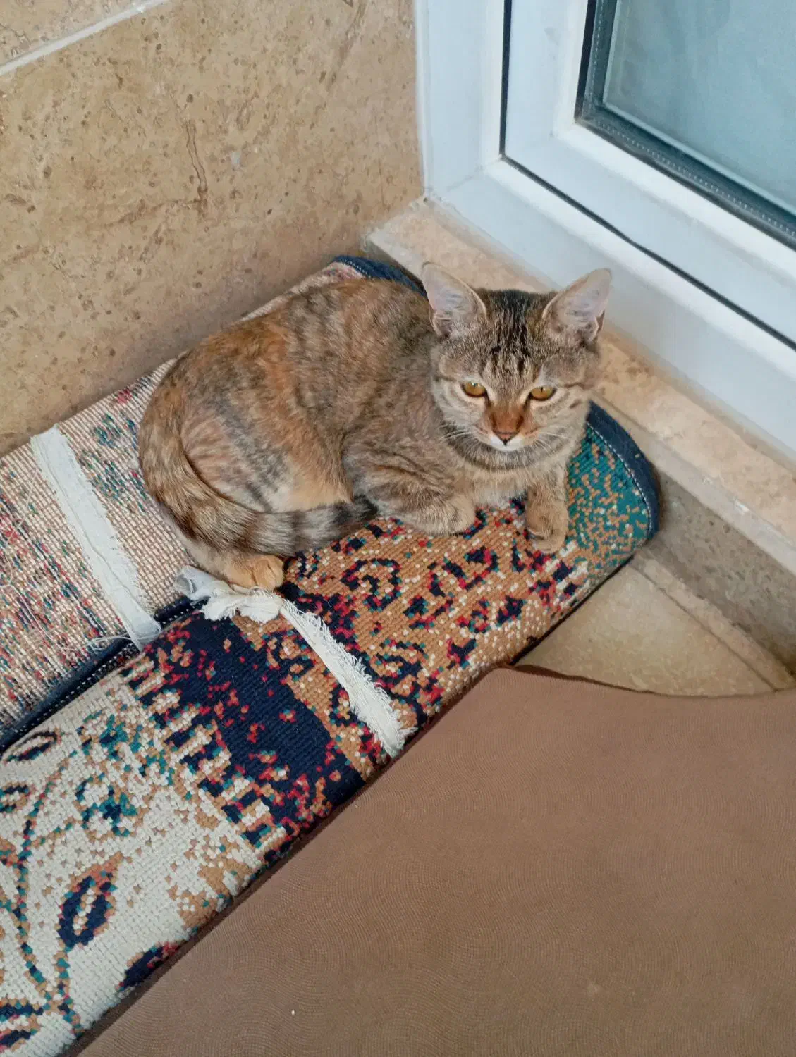 گربه شش ماهه بسیار زیبا|گربه|فردیس, منظریه|دیوار