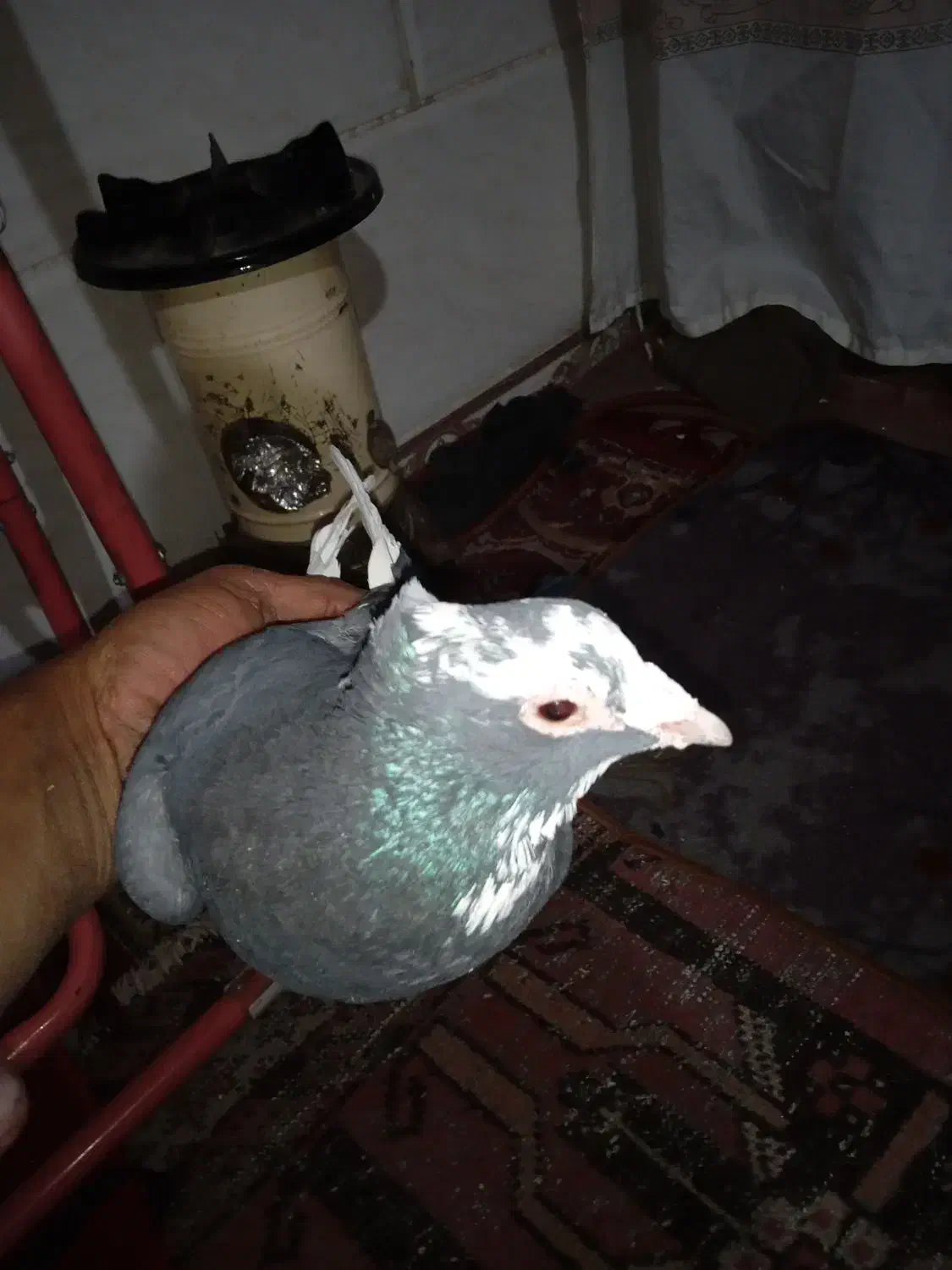 کبوتر پلنگ|پرنده|کرمان, |دیوار